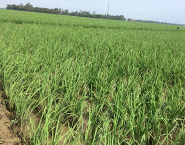 5 Tanda Tanaman Padi Kekurangan Hara Silika
