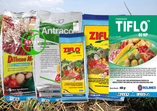 Review : Fungisida Antracol 70WP, Dithane M45 80WP, Ziflo 90 WP, Tiflo 80WP