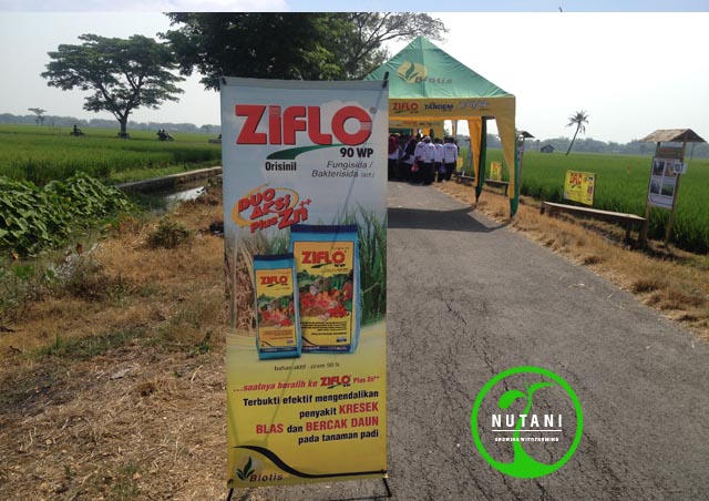 Kini Ziflo 3 Aksi, Saatnya Beralih ke Ziflo 90WP Plus Zn++