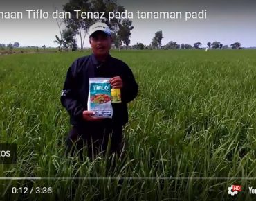 Testimoni Petani Pengguna Silika Tenaz dan Fungisida Tiflo