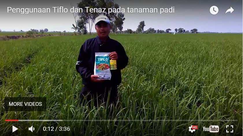 Testimoni Petani Pengguna Silika Tenaz dan Fungisida Tiflo