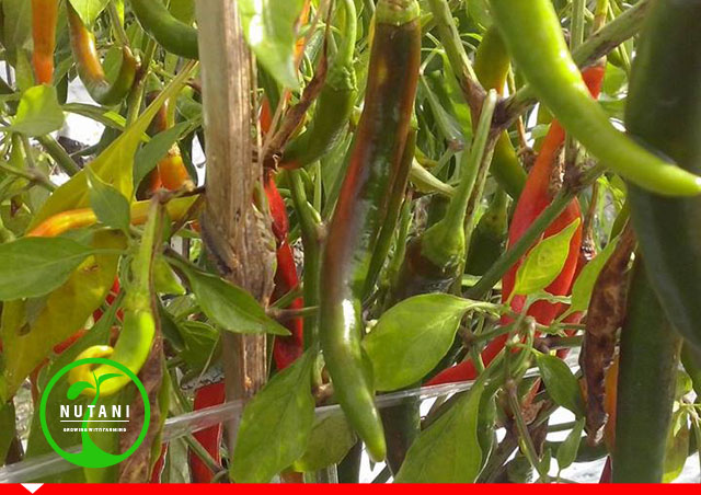 Begini Cara Pengendalian Phytophtora pada Cabai