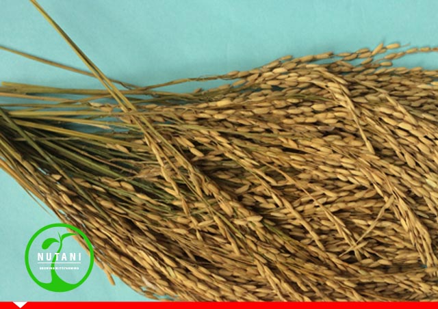 Tiflo _ Seed treatment