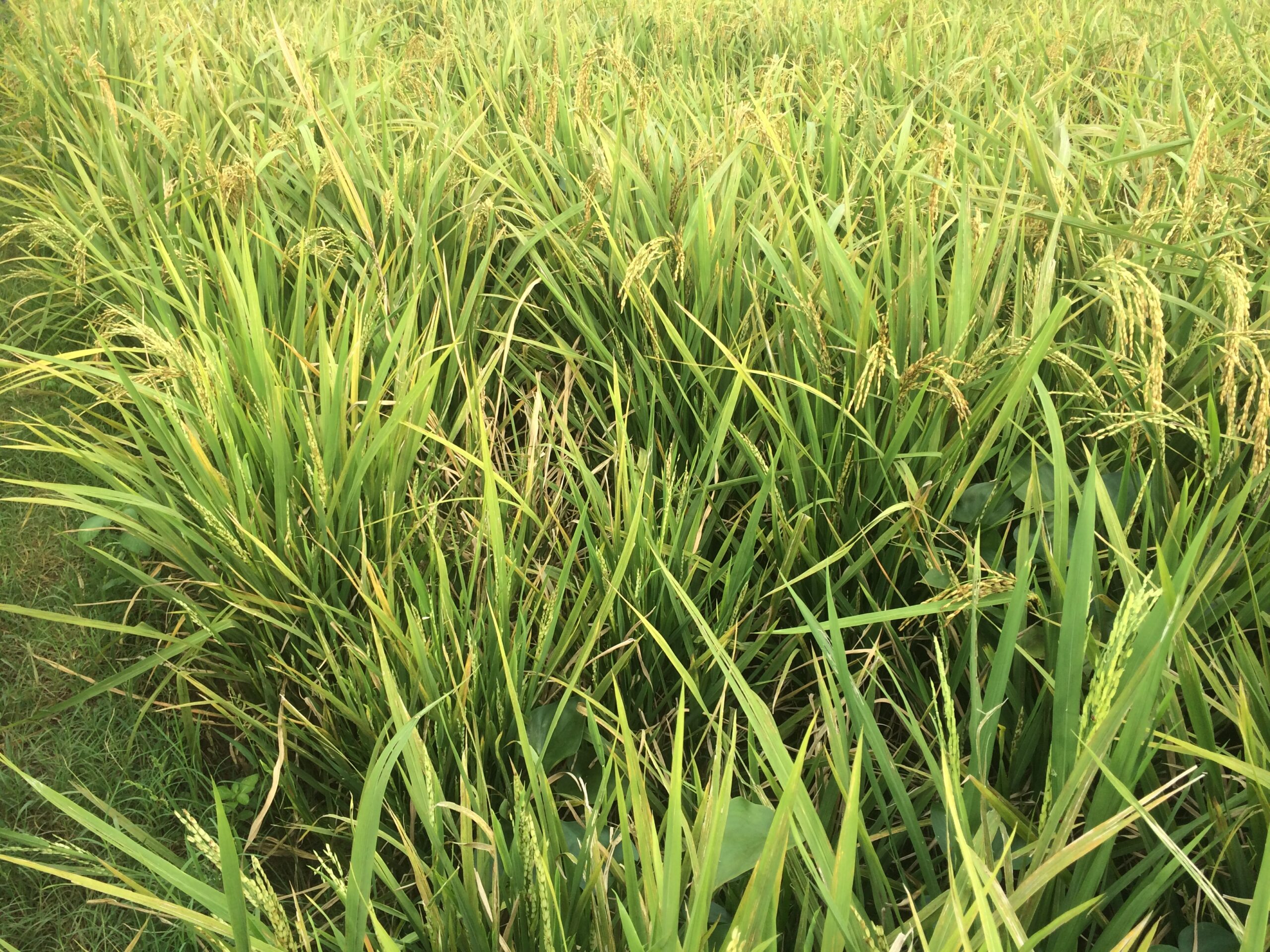 Mengatasi Kerdil Rumput Pada Tanaman Padi