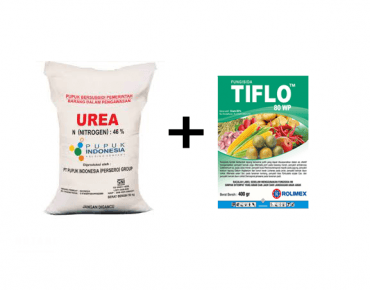 Pengendalian Kerdil Rumput dengan Tiflo 80WP
