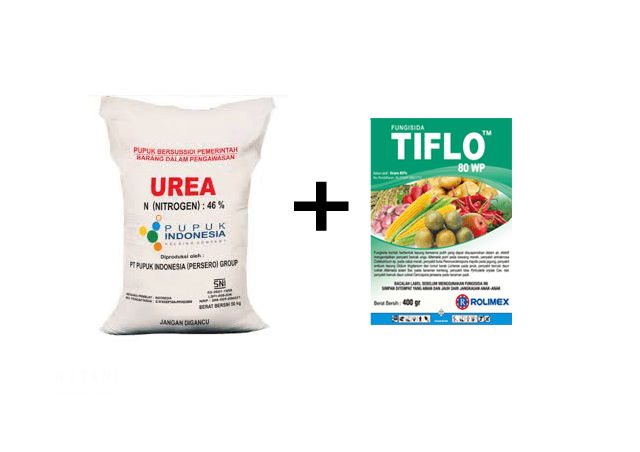 Pengendalian Kerdil Rumput dengan Tiflo 80WP