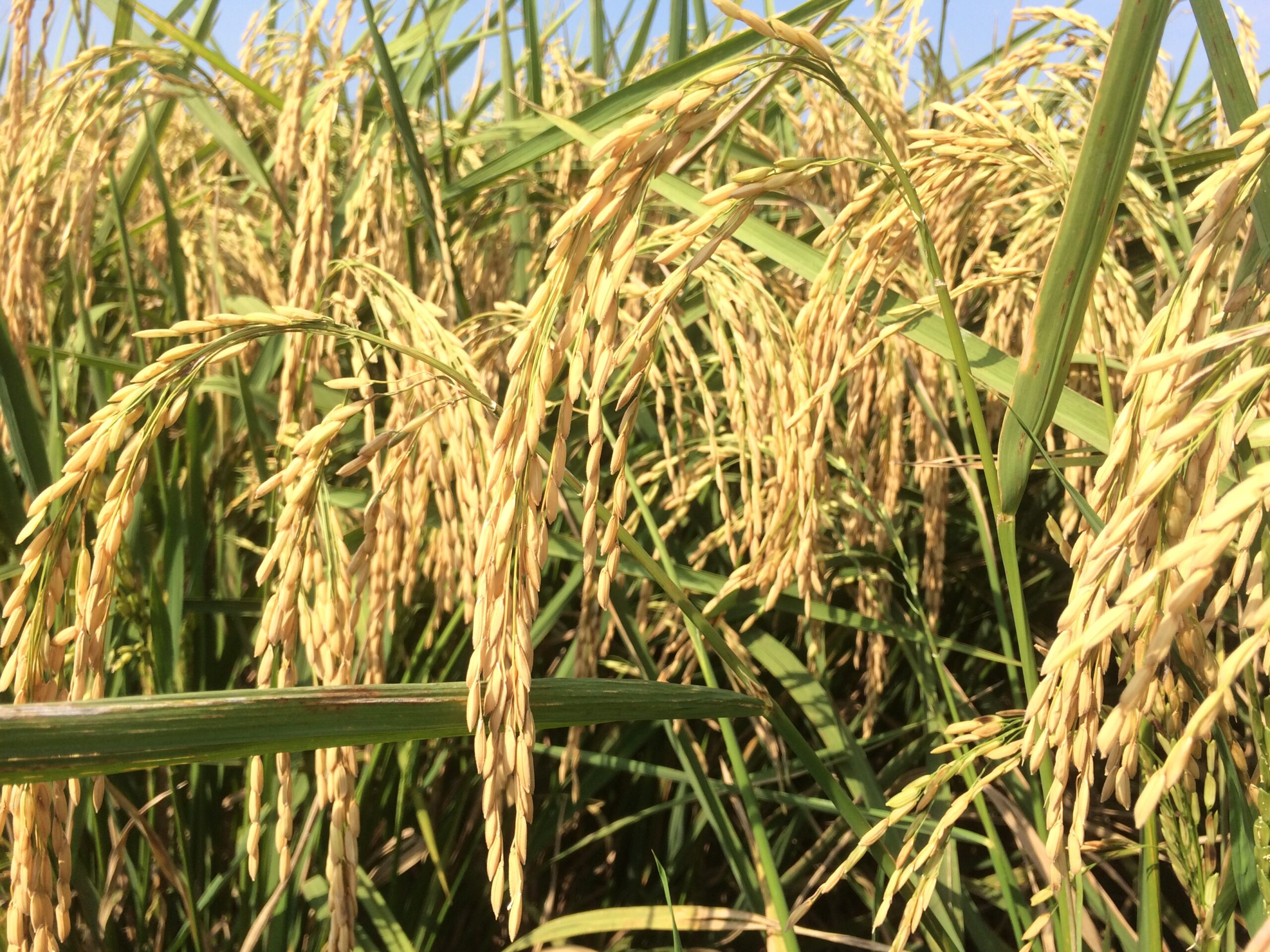 Manfaat Pupuk Silika Dalam Menaikan Panen Tanaman Padi