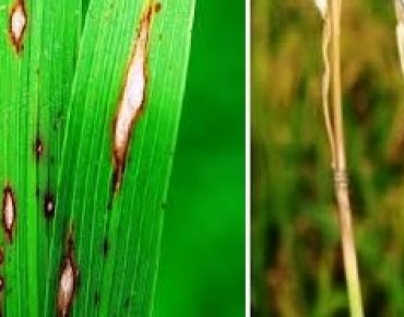 WASPADA ! Penyakit Blas Pada Musim Kemarau