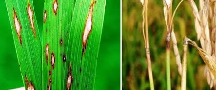 WASPADA ! Penyakit Blas Pada Musim Kemarau