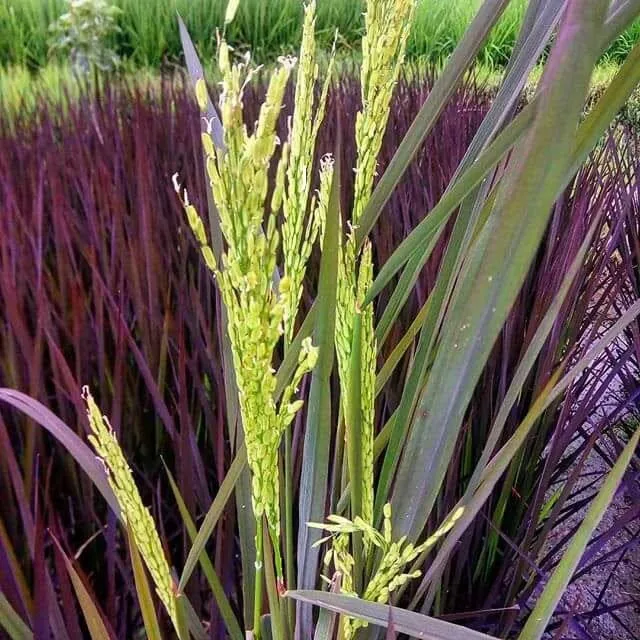 Black Madras ! Padi Unik Dan Berhasiat