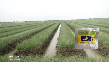 Feromon Exi untuk Kendalikan Ulat Bawang Merah