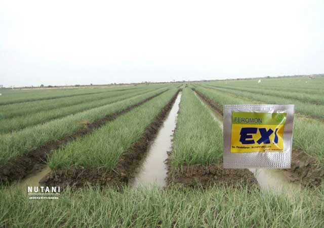 Feromon Exi untuk Kendalikan Ulat Bawang Merah