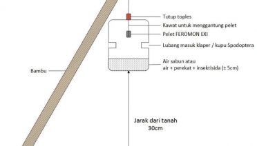 pemasangan feromon exi