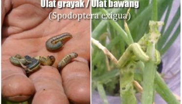 Spodoptera exigua - bawang merah