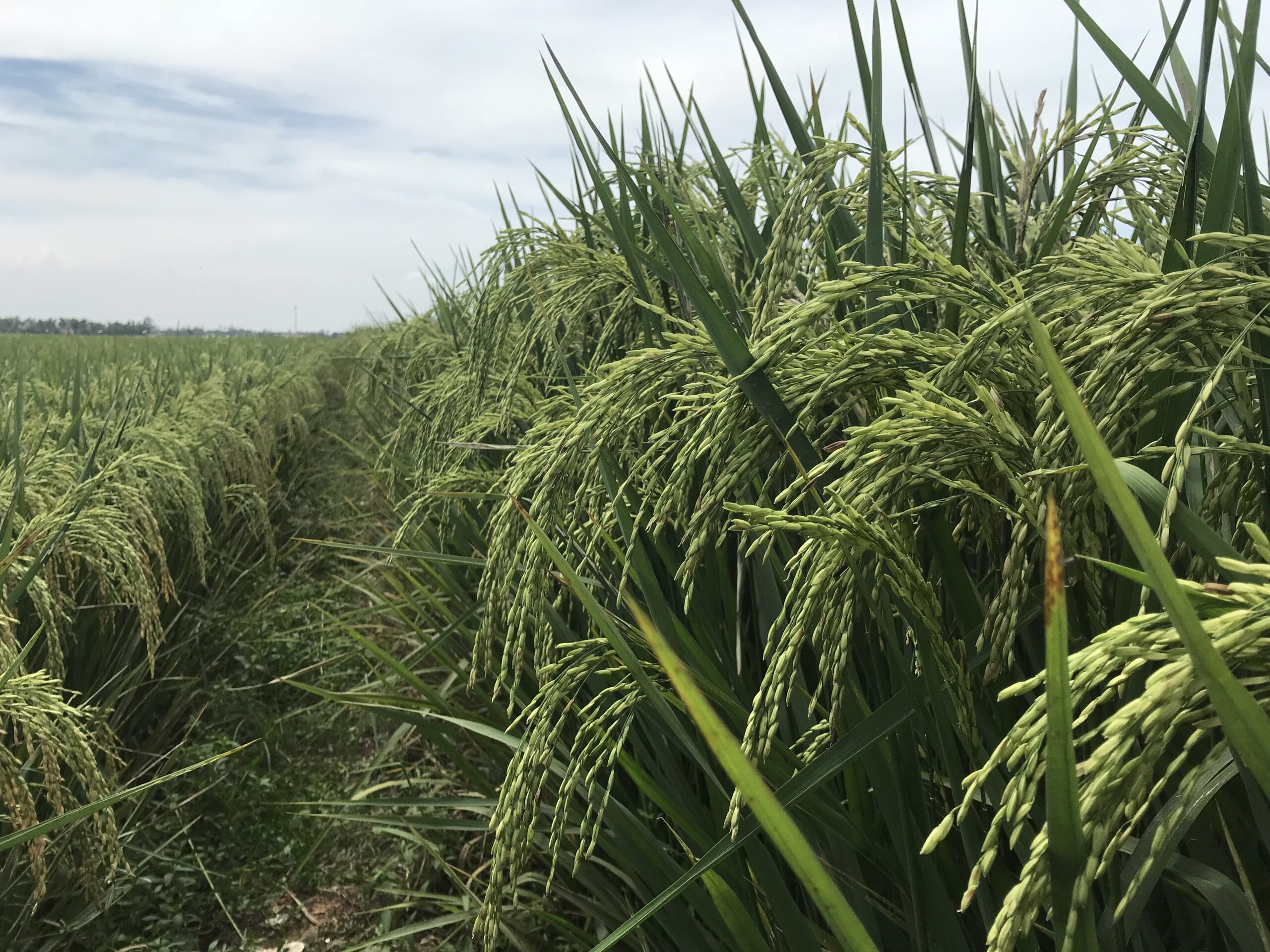 🌾 Beginilah Jurus Jitu Kendalikan Wereng Coklat