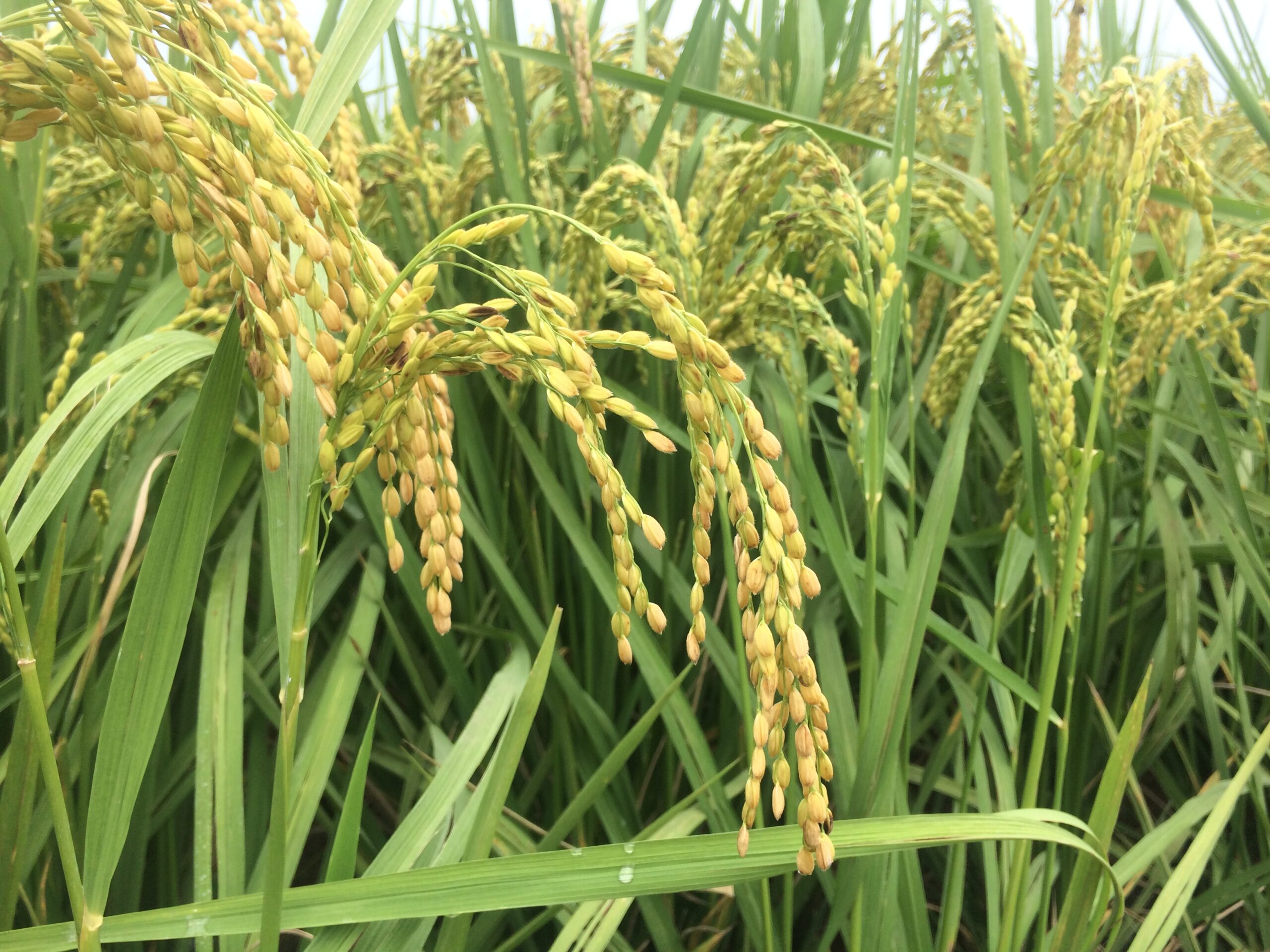 🌾 Inilah Revolusi Pemupukan Padi: Gunakan Asam Humat & Silika