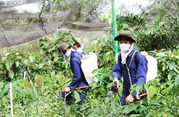 Kegiatan aplikasi penyemprotan pestisida