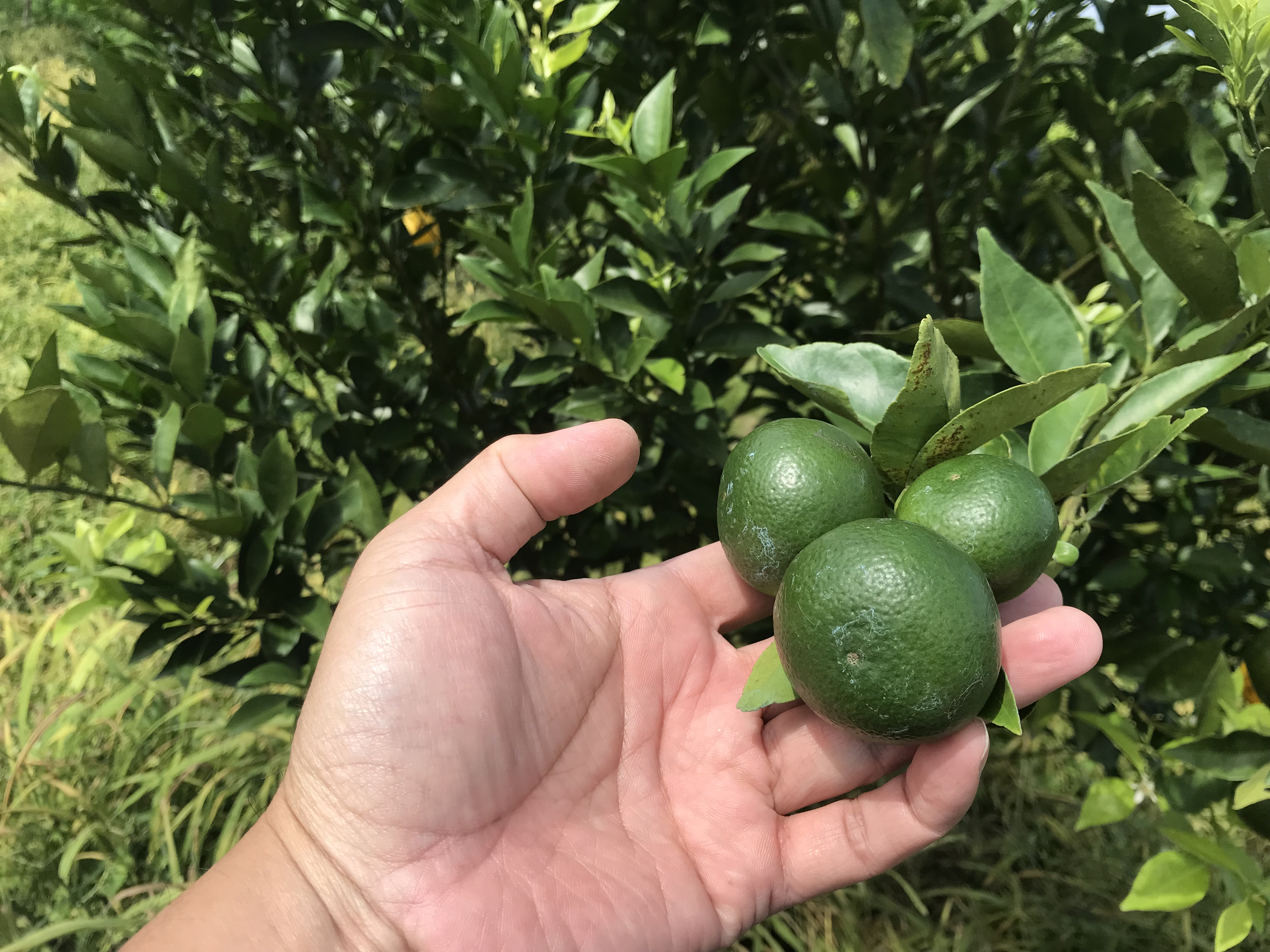 Pakai Fungisida ini Untuk Pengendalian Penyakit Jeruk