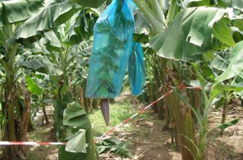 Begini Cara Membrongsong Buah Pisang Supaya Mulus