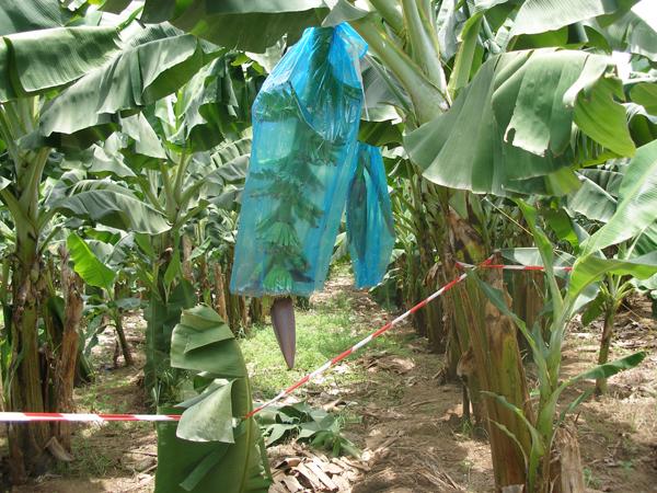 Begini Cara Membrongsong Buah Pisang Supaya Mulus