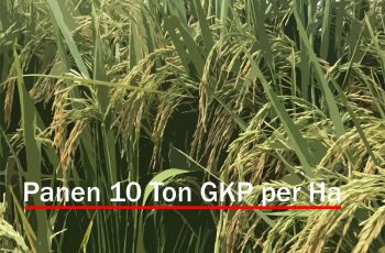 Kiat Sukses Panen Padi 10 Ton Per Hektar