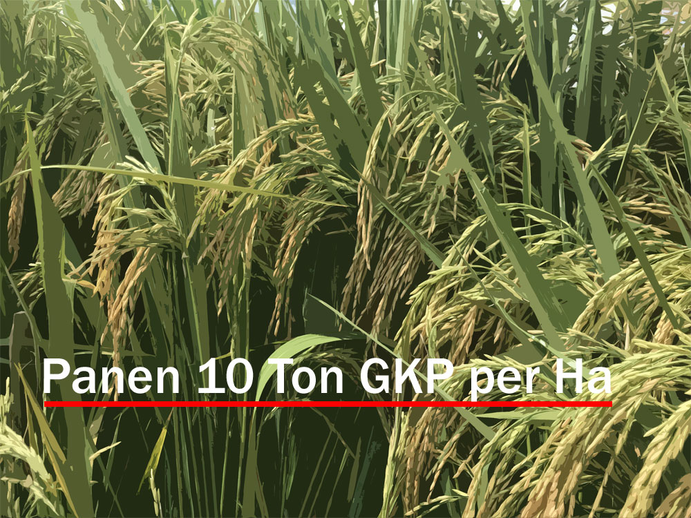 Kiat Sukses Panen Padi 10 Ton Per Hektar