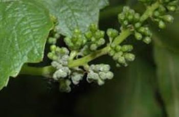 Anggur_powdery_mildew1 Anggur powdery mildew