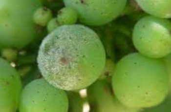 Anggur_powdery_mildew2 Anggur powdery mildew