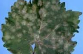 Anggur_powdery_mildew3 Anggur powdery mildew