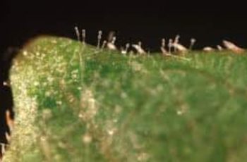 Anggur_powdery_mildew4 Anggur powdery mildew