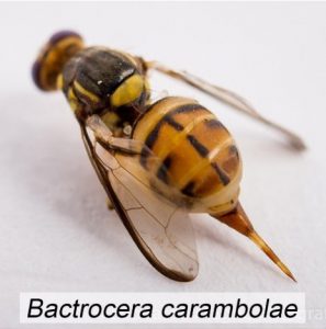 Bactrocera carambolae