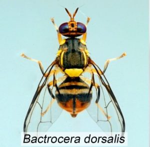 Bactrocera dorsalis