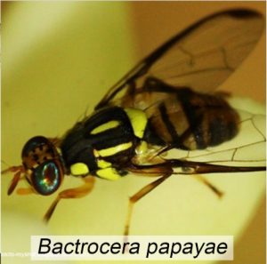 Bactrocera papayae