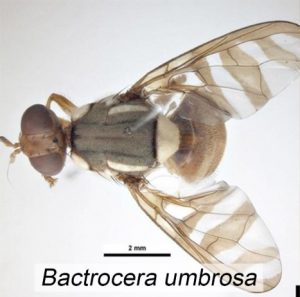 Bactrocera umbrosa