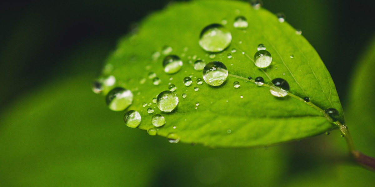 Benarkah Pestisida diserap Lewat Stomata Daun?