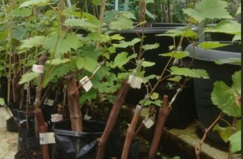bibit anggur bibit anggur