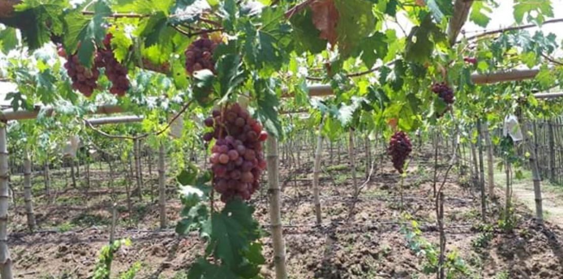 kebun anggur kebun anggur