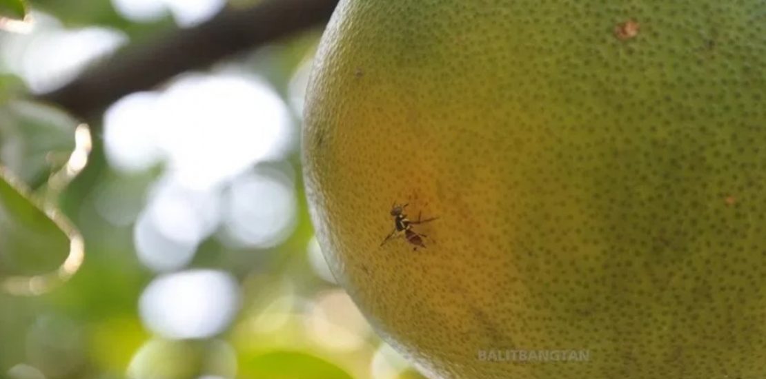 lalat buah lalat buah