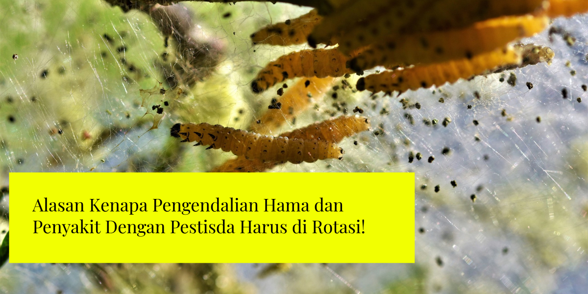Inilah Alasan Kenapa Pengendalian Hama dan Penyakit Dengan Pestisda Harus di Rotasi!