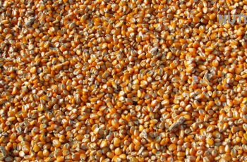 Begini Cara Perlakuan Benih Jagung Sebelum Tanam