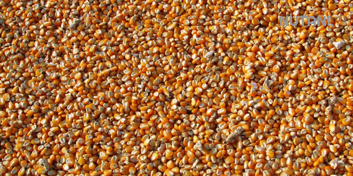 Begini Cara Perlakuan Benih Jagung Sebelum Tanam