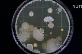 Bio Starter (EM)