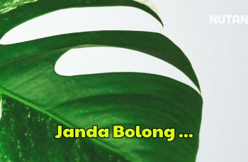 Tanaman Hias Janda Bolong, Jenis-Jenis, Cara Perbanyakan, Dan Cara Merawat Supaya Tidak Terkena Penyakit
