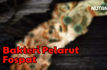 Pupuk Fospat (P) Tidak Akan Efisien Jika Adanya Unsur Ini