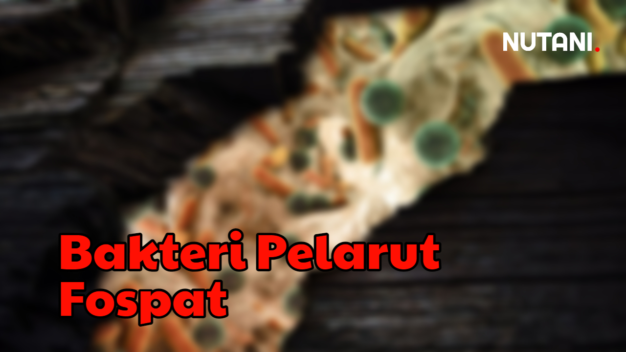 Pupuk Fospat (P) Tidak Akan Efisien Jika Adanya Unsur Ini