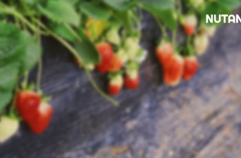 Fungisida Ini Terbukti Banyak Dipakai Pada Tanaman Strawberry