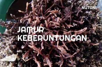 Jamur ini Mampu Memperpanjang Umur Tanaman