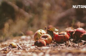 Apa Perbedaan Dekomposer Bunkai dan Compost Tea