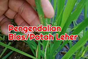 Penyakit Blas (Patah Leher) Disemprot Fungisida Apa?