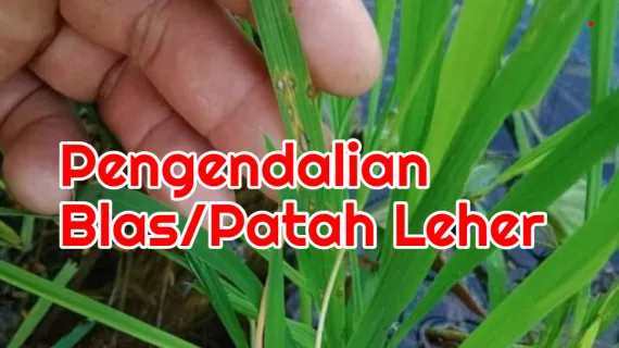 Penyakit Blas (Patah Leher) Disemprot Fungisida Apa?